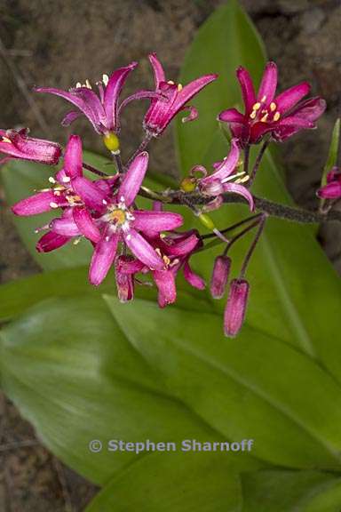 clintonia andrewsiana 4 graphic